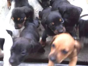 Cachorro raça Cofap com pinscher  idade  nome Novinhos
