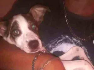 Cachorro raça Vira lata idade 2 a 6 meses nome Dorinha