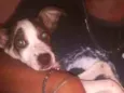 Dorinha