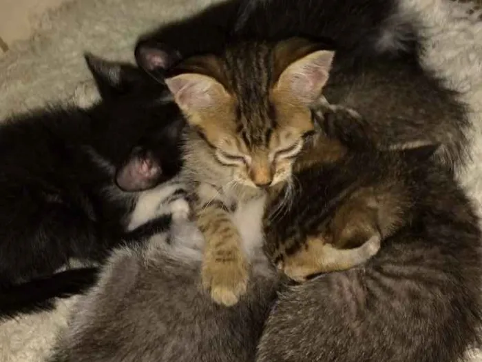 Gato ra a Vira lata  idade Abaixo de 2 meses nome A escolher