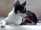 Cachorro raça Vira lata idade 5 anos nome Nina