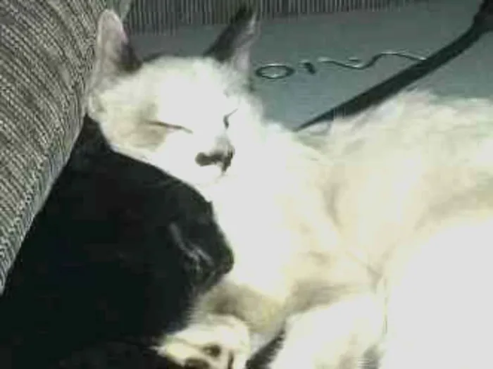Gato ra a Siamês e vira-lata idade 2 a 6 meses nome Alfa e Mike