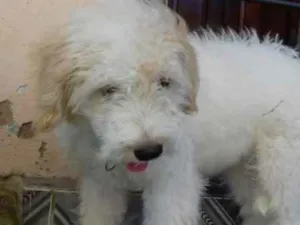 Cachorro raça srd idade 2 a 6 meses nome Mily