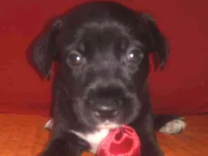 Cachorro raça SRD idade Abaixo de 2 meses nome A definir