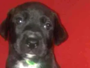 Cachorro raça SRD idade Abaixo de 2 meses nome A definir