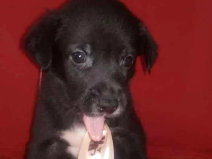 Cachorro ra a Srd idade Abaixo de 2 meses nome Não defini nome