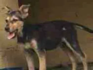 Cachorro raça Vira lata idade 2 a 6 meses nome Não tem ainda