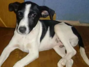 Cachorro raça SRD idade 7 a 11 meses nome Touro
