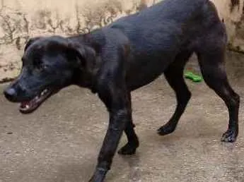 Cachorro ra a Vira lata idade 2 a 6 meses nome Goku