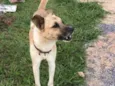 Simba