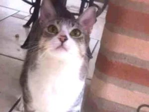 Gato raça vira lata idade 7 a 11 meses nome gordinho