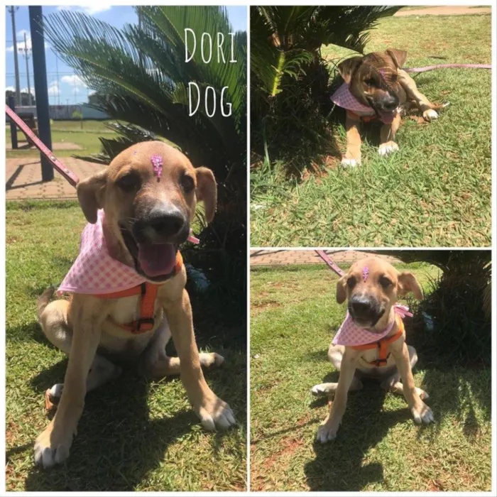 Cachorro ra a Srd idade 2 a 6 meses nome Dóris 