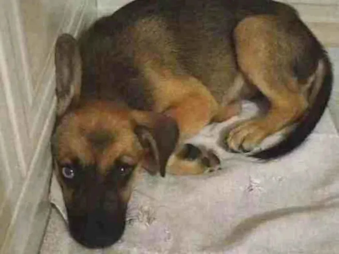 Cachorro ra a Vira lata idade 2 a 6 meses nome Achei filhote