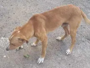 Cachorro raça Vira lata idade 4 anos nome Thai