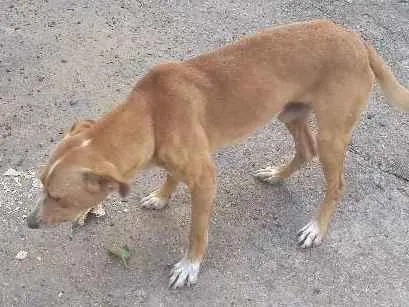 Cachorro ra a Vira lata idade 4 anos nome Thai
