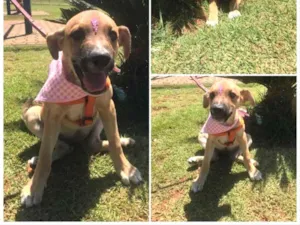 Cachorro raça Srd idade 2 a 6 meses nome Dóris 