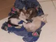 Gatinhos 