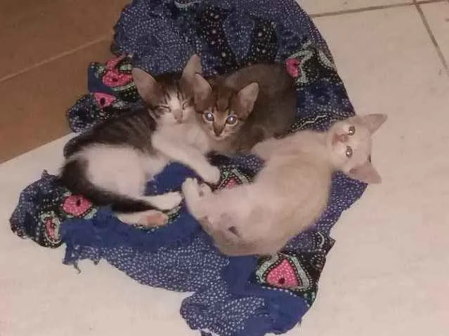 Gato raça  idade 2 a 6 meses nome Gatinhos 