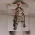 Gatinhos 