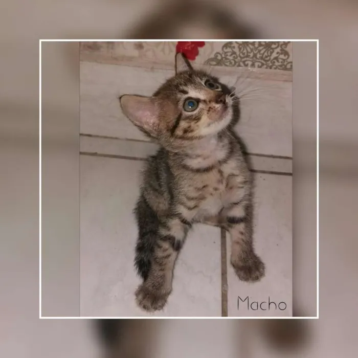 Gato raça  idade 2 a 6 meses nome Gatinhos 