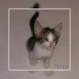 Gatinhos 