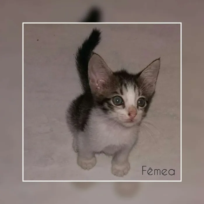 Gato raça  idade 2 a 6 meses nome Gatinhos 