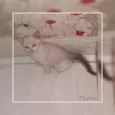 Gatinhos 