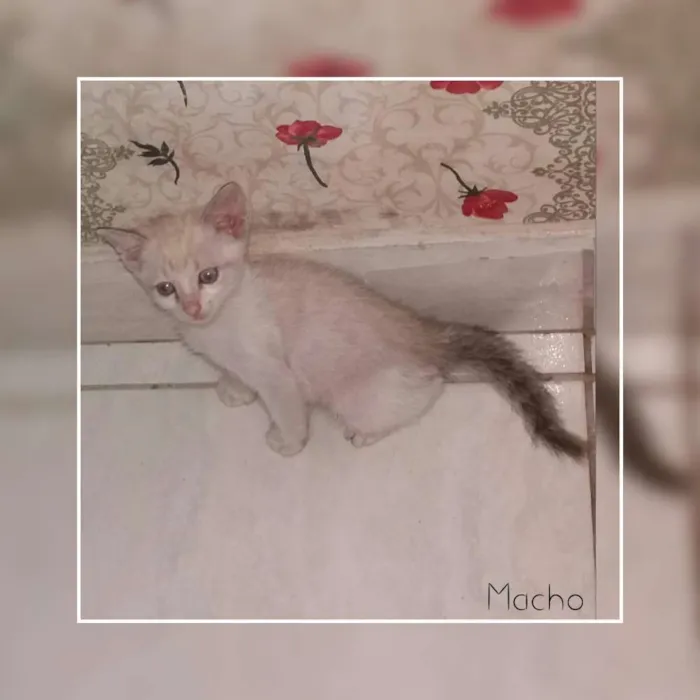 Gato raça  idade 2 a 6 meses nome Gatinhos 