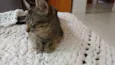 cinzento