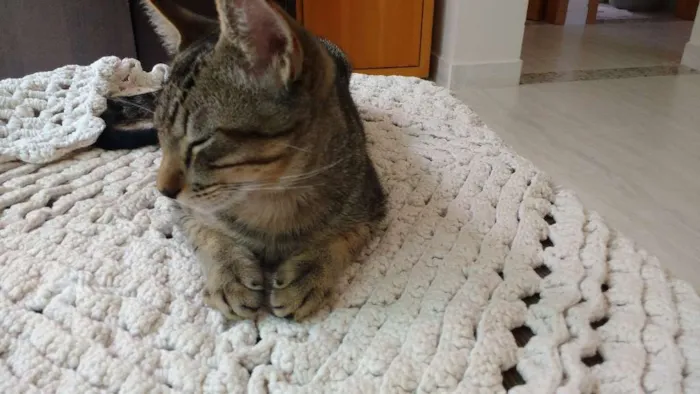 Gato ra a sem raça idade 2 a 6 meses nome cinzento