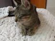 cinzento