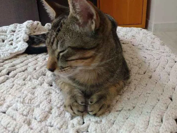 Gato ra a sem raça idade 2 a 6 meses nome cinzento