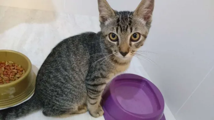 Gato ra a sem raça idade 2 a 6 meses nome cinzento