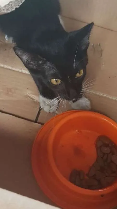 Gato ra a SRD idade 2 a 6 meses nome SEM NOME