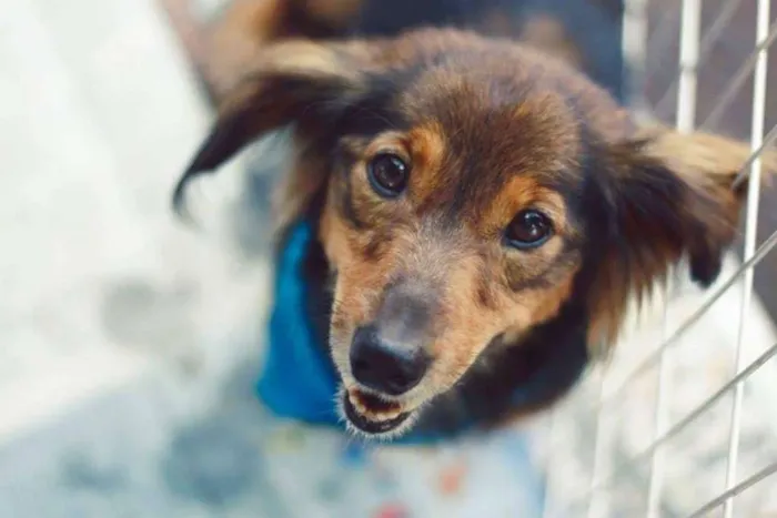 Cachorro ra a Não definida idade 2 anos nome Hércules