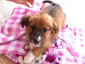 Cachorro raça Vira-lata  idade 2 a 6 meses nome Megue