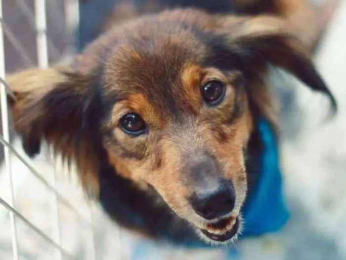 Cachorro ra a Não definida idade 2 anos nome Hércules
