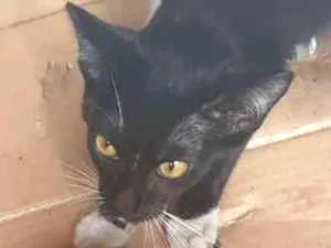 Gato raça SRD idade 2 a 6 meses nome SEM NOME