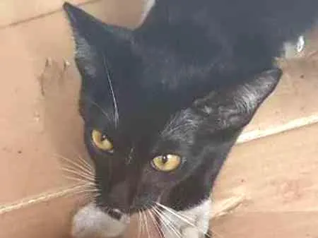 Gato ra a SRD idade 2 a 6 meses nome SEM NOME