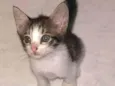 Gatinhos 
