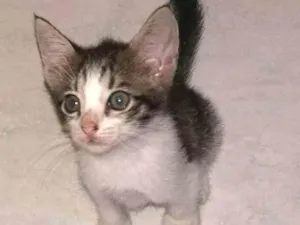 Gato raça  idade 2 a 6 meses nome Gatinhos 