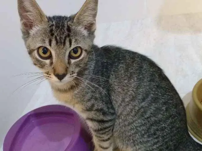 Gato ra a sem raça idade 2 a 6 meses nome cinzento