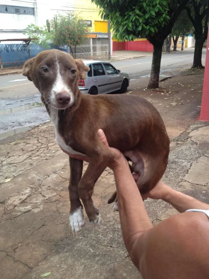Cachorro ra a Não definida idade 2 anos nome Aslan