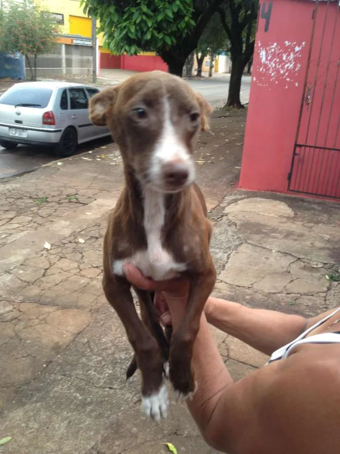 Cachorro ra a Não definida idade 2 anos nome Aslan