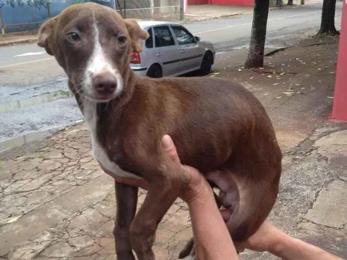 Cachorro ra a Não definida idade 2 anos nome Aslan