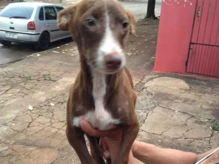 Cachorro ra a Não definida idade 2 anos nome Aslan