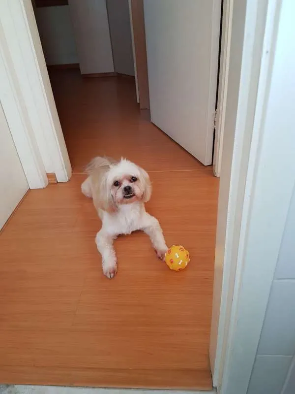 Cachorro ra a Lhasa Apso idade 6 ou mais anos nome izi