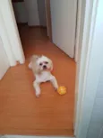izi