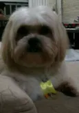 izi