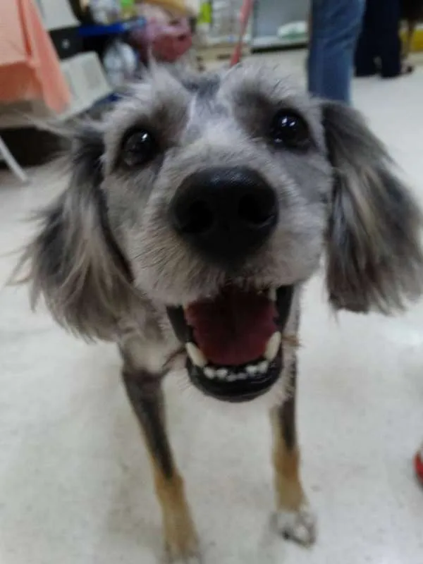 Cachorro ra a SRd idade 2 anos nome Milla